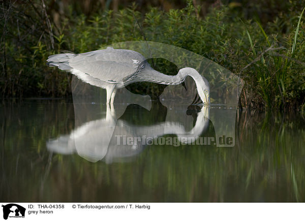 Graureiher / grey heron / THA-04358