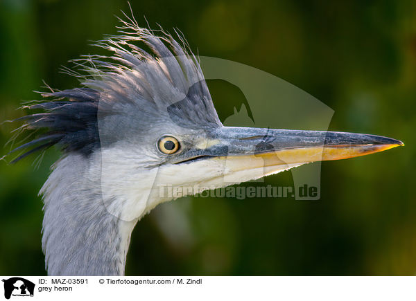 Graureiher / grey heron / MAZ-03591