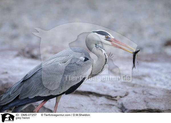 Graureiher / grey heron / DMS-07257