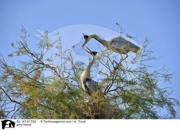 Graureiher / grey heron / AT-01708