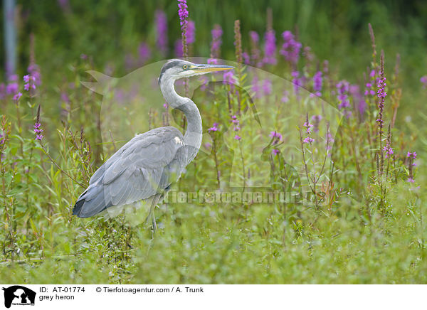 Graureiher / grey heron / AT-01774