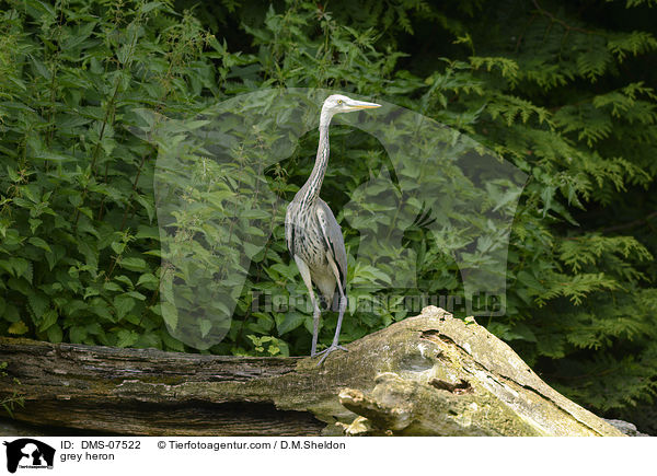 Graureiher / grey heron / DMS-07522