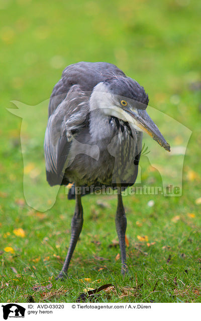 Graureiher / grey heron / AVD-03020