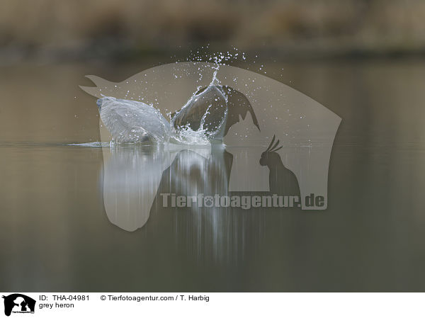 Graureiher / grey heron / THA-04981