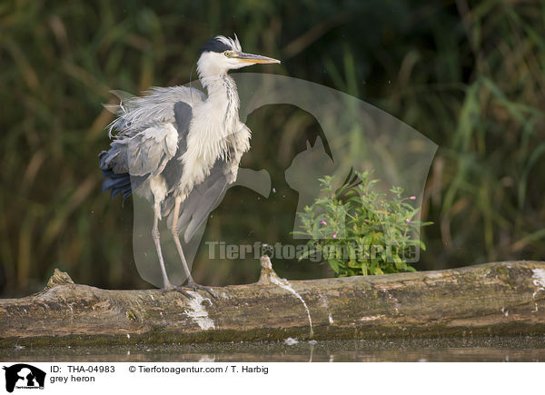 Graureiher / grey heron / THA-04983