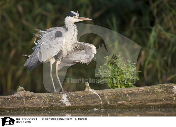 Graureiher / grey heron / THA-04984