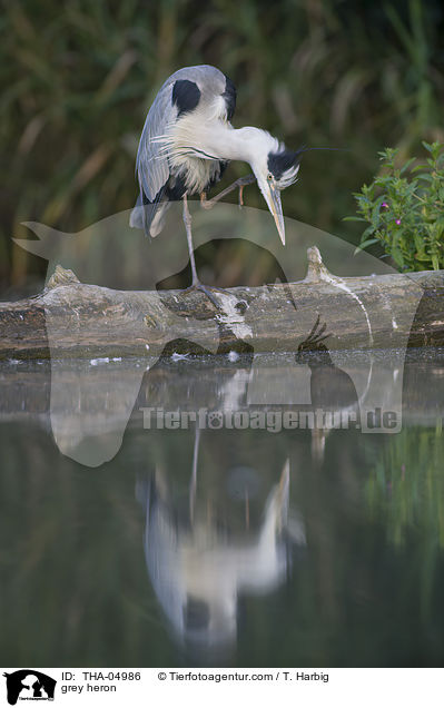 Graureiher / grey heron / THA-04986