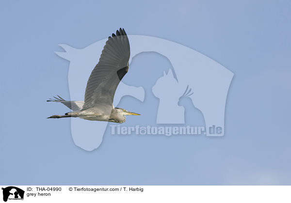 Graureiher / grey heron / THA-04990