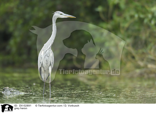 Graureiher / grey heron / DV-02891