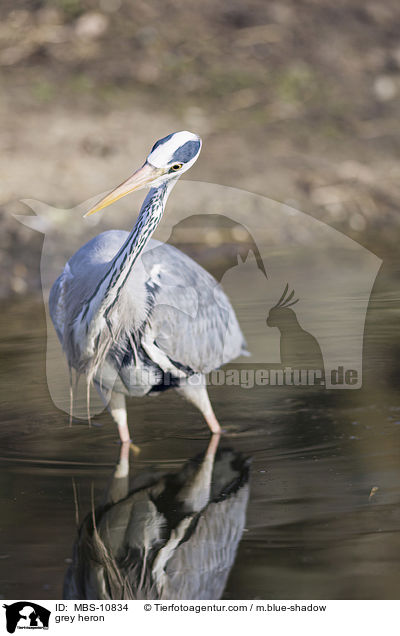 Graureiher / grey heron / MBS-10834