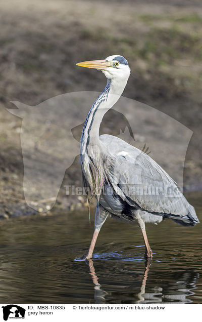 Graureiher / grey heron / MBS-10835