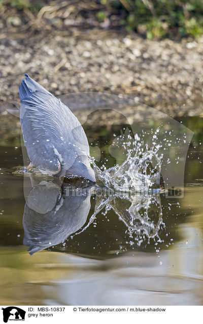 Graureiher / grey heron / MBS-10837