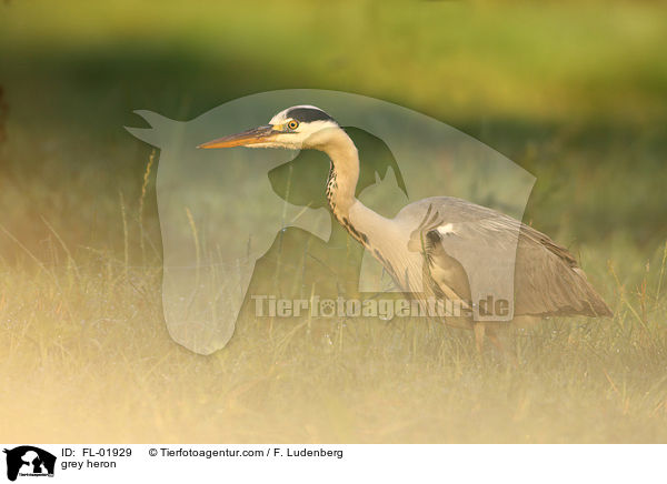 Graureiher / grey heron / FL-01929