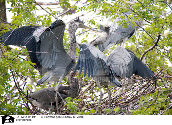 Graureiher / grey herons / MAZ-04191