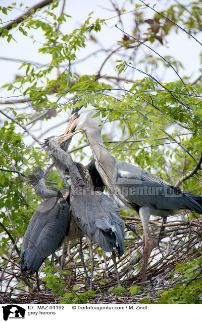 Graureiher / grey herons / MAZ-04192