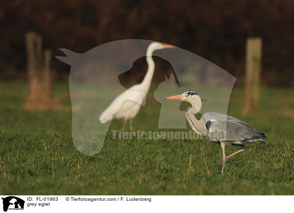 grey egret / FL-01963