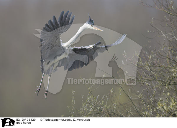 Graureiher / grey heron / DV-03129