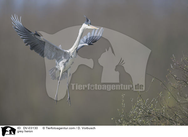 Graureiher / grey heron / DV-03130