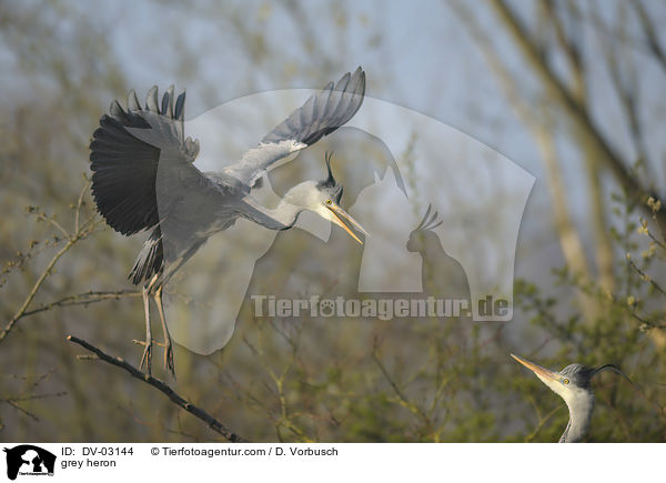 Graureiher / grey heron / DV-03144