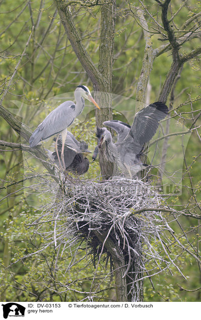 Graureiher / grey heron / DV-03153