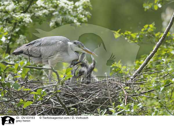 Graureiher / grey heron / DV-03163