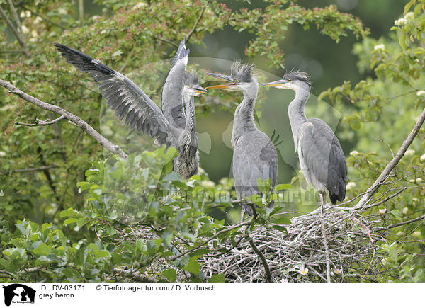 Graureiher / grey heron / DV-03171