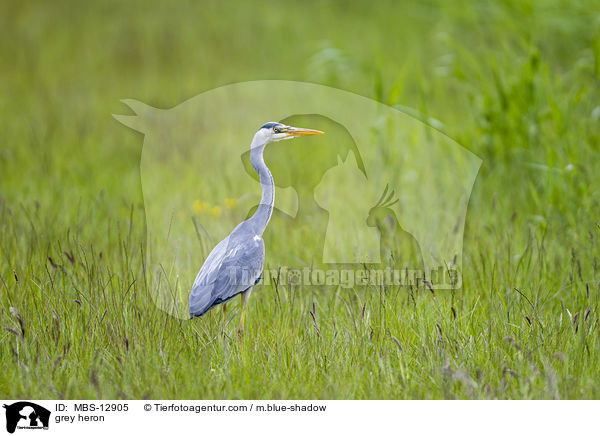 Graureiher / grey heron / MBS-12905