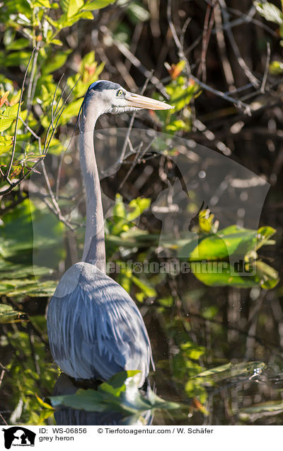 Graureiher / grey heron / WS-06856