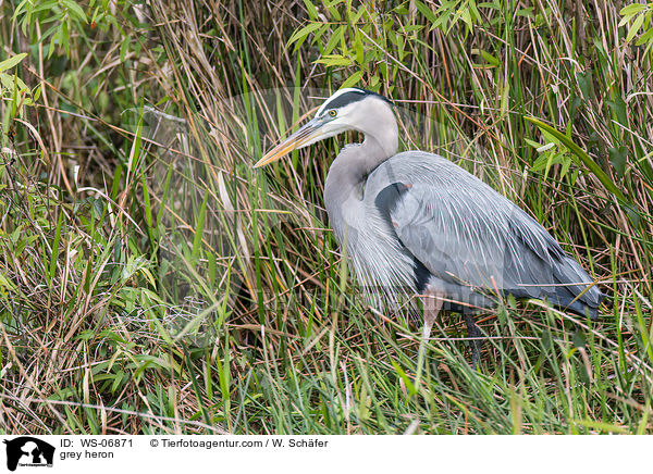 Graureiher / grey heron / WS-06871