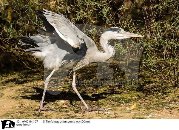 Graureiher / grey heron / AVD-04197