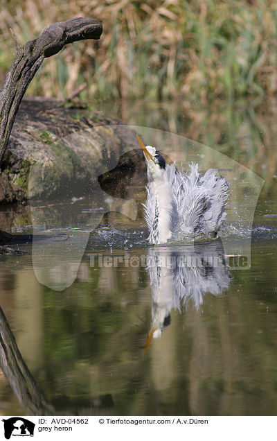 Graureiher / grey heron / AVD-04562