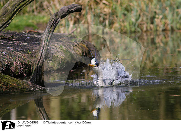 Graureiher / grey heron / AVD-04563