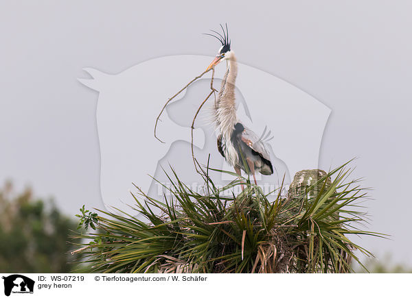 Graureiher / grey heron / WS-07219