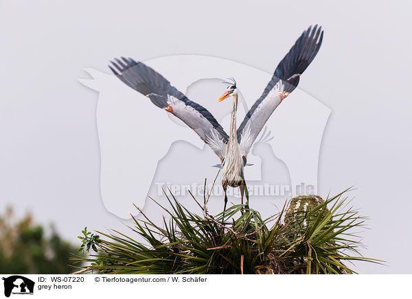 Graureiher / grey heron / WS-07220