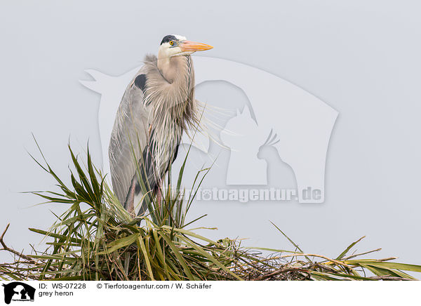 Graureiher / grey heron / WS-07228