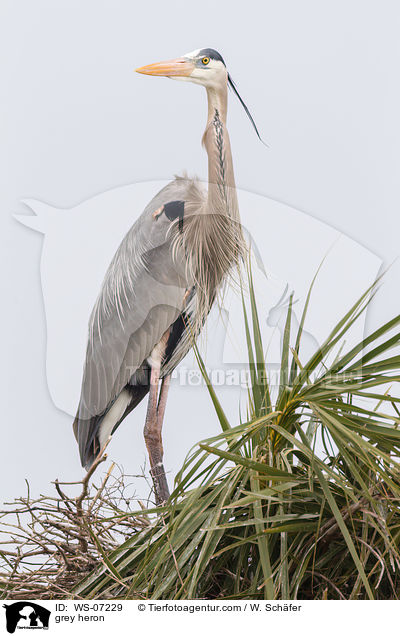 Graureiher / grey heron / WS-07229