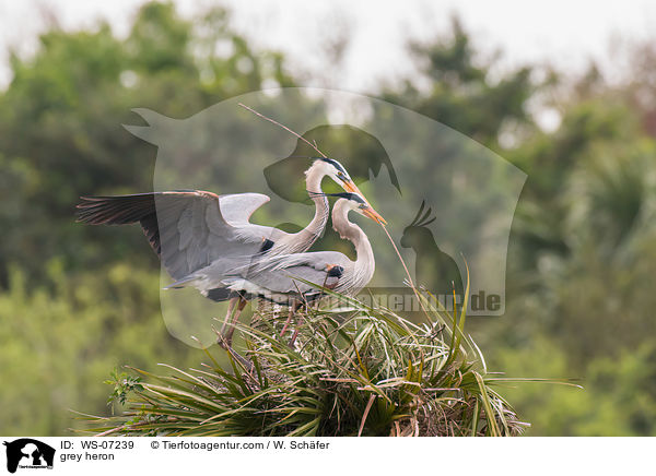 Graureiher / grey heron / WS-07239