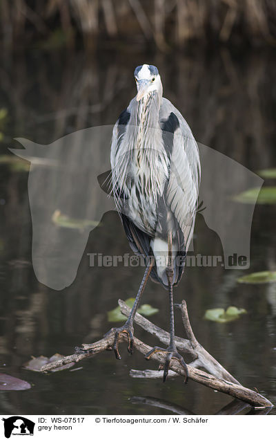 Graureiher / grey heron / WS-07517