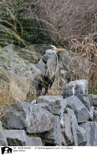 Graureiher / grey heron / AVD-04940