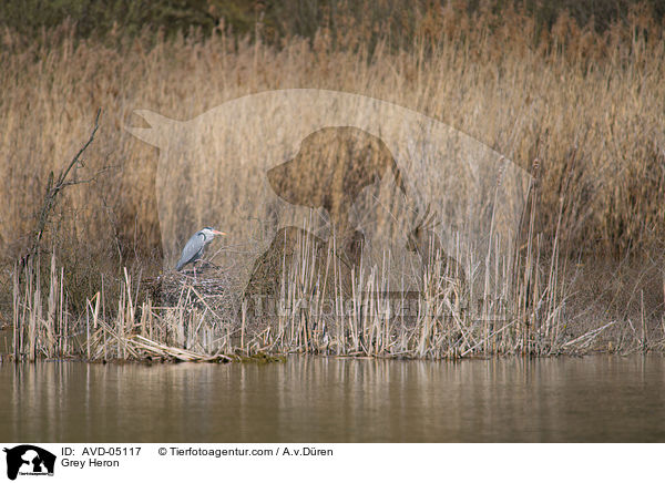 Graureiher / Grey Heron / AVD-05117