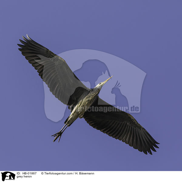 Graureiher / grey heron / HB-01867