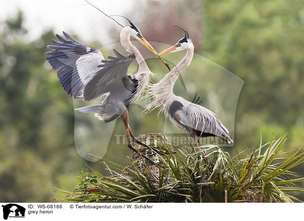 Graureiher / grey heron / WS-08188