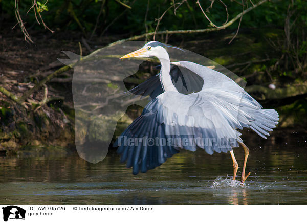 Graureiher / grey heron / AVD-05726