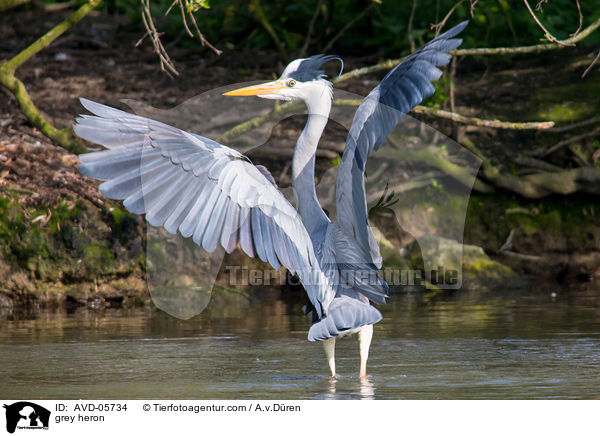 Graureiher / grey heron / AVD-05734