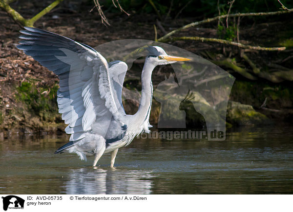 Graureiher / grey heron / AVD-05735