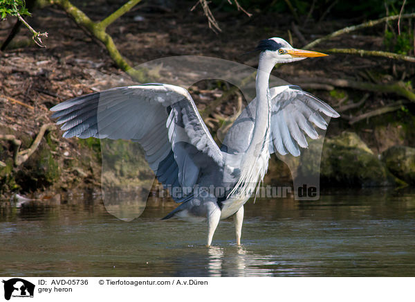 Graureiher / grey heron / AVD-05736