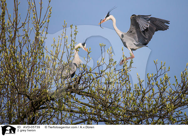 2 Graureiher / 2 grey heron / AVD-05739