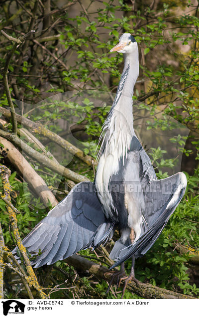 Graureiher / grey heron / AVD-05742