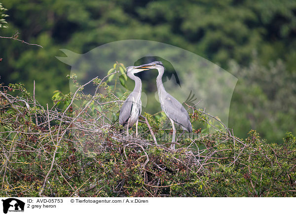 2 Graureiher / 2 grey heron / AVD-05753