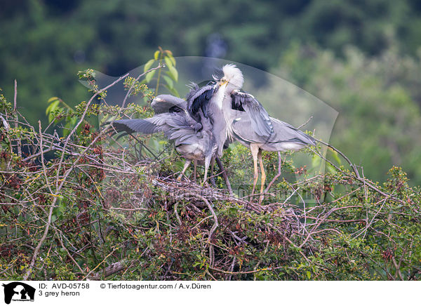 3 Graureiher / 3 grey heron / AVD-05758